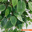 Τεχνητό Φυτό Fikos NP0081 210cm | Dagiopoulos.gr