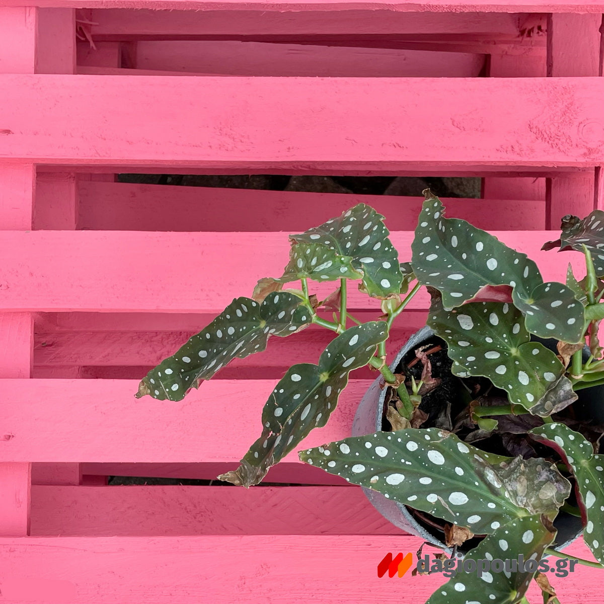 Fleur Chalky Look Spray Σπρέι Κιμωλίας Άοσμο Νερού Ματ F80 Penelope's Pink