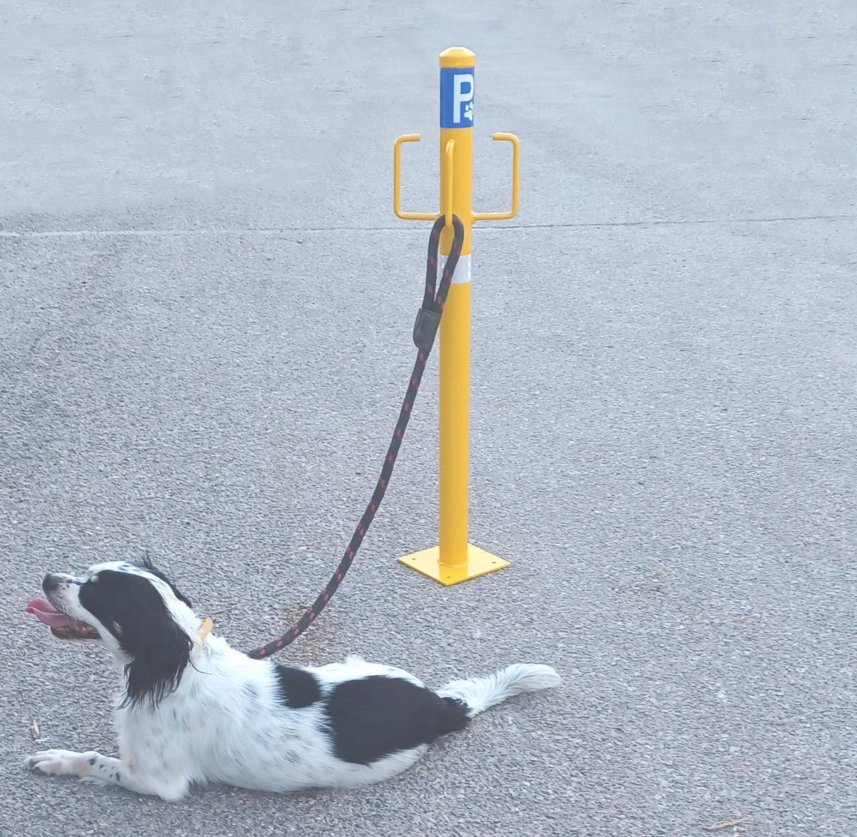 Κολωνάκι Πάρκινγκ Κατοικίδιων Εξωτερικής Χρήσης Με 4 Θέσεις