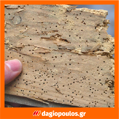 Ecolkem Complet Antitarlo Εντομοκτόνο Μυκητοκτόνο Προληπτικό Θεραπευτικό Άοσμο Προστατευτικό Ξύλου Νερού 400ml (SPRAY)