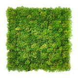 Κάθετος Διακοσμητικός Κήπος Φυλλωσιά MOSS A509 50cm x 50cm