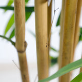 Τεχνητό Φυτό BAMBOO NP0075 180cm