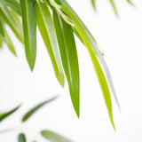Τεχνητό Φυτό BAMBOO NP0076 210cm