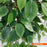 Τεχνητό Φυτό Fikos NP0079 150cm | Dagiopoulos.gr