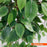 Τεχνητό Φυτό Fikos NP0078 120cm | Dagiopoulos.gr