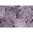 Ταπετσαρία Τοίχου Exotic Collection PC71919-58 1.06m x 10.05m | Dagiopoulos.gr