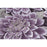 Ταπετσαρία Τοίχου Exotic Collection PC71919-58 1.06m x 10.05m | Dagiopoulos.gr