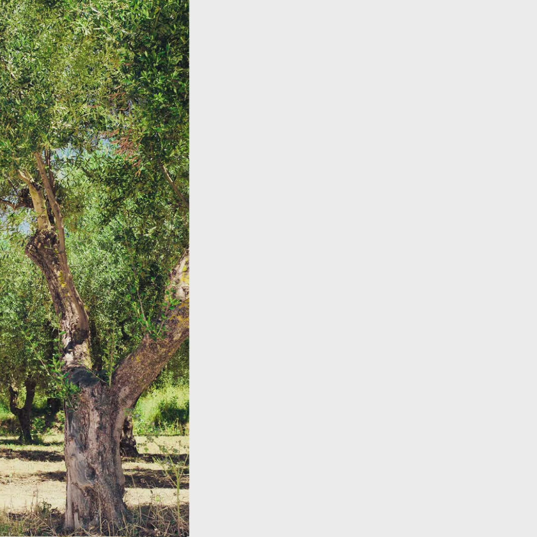 FF Group GCS 425T PRO 48345 Κλαδευτικό Αλυσοπρίονο Βενζίνης 1.2Hp 25cc Λάμα 25cm