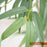 Τεχνητό Φυτό BAMBOO NP6320 150cm UV | Dagiopoulos.gr