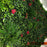 Κάθετος Διακοσμητικός Κήπος Φυλλωσιά MZ189001A 100x100cm